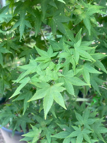Acer palmatum 'Tess' - mapleridgenursery